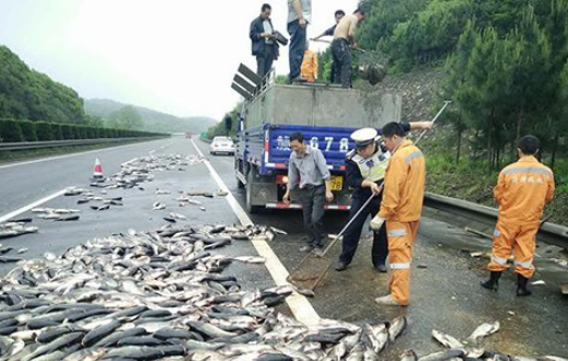 高速堵车原因竟是路面撒满活鱼